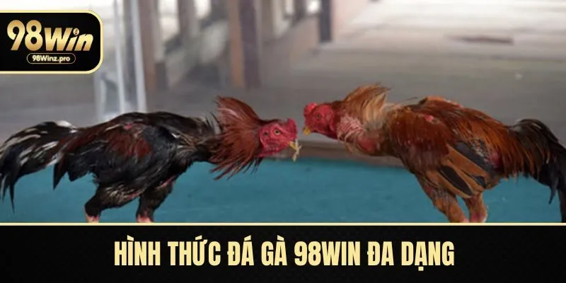 Hình thức đá gà 98WIN đa dạng hấp dẫn