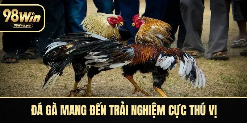 Đá gà mang đến trải nghiệm cực thú vị